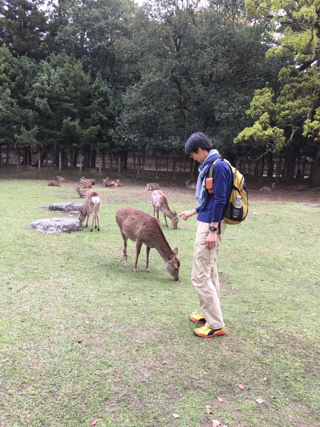 奈良に帰ってきました