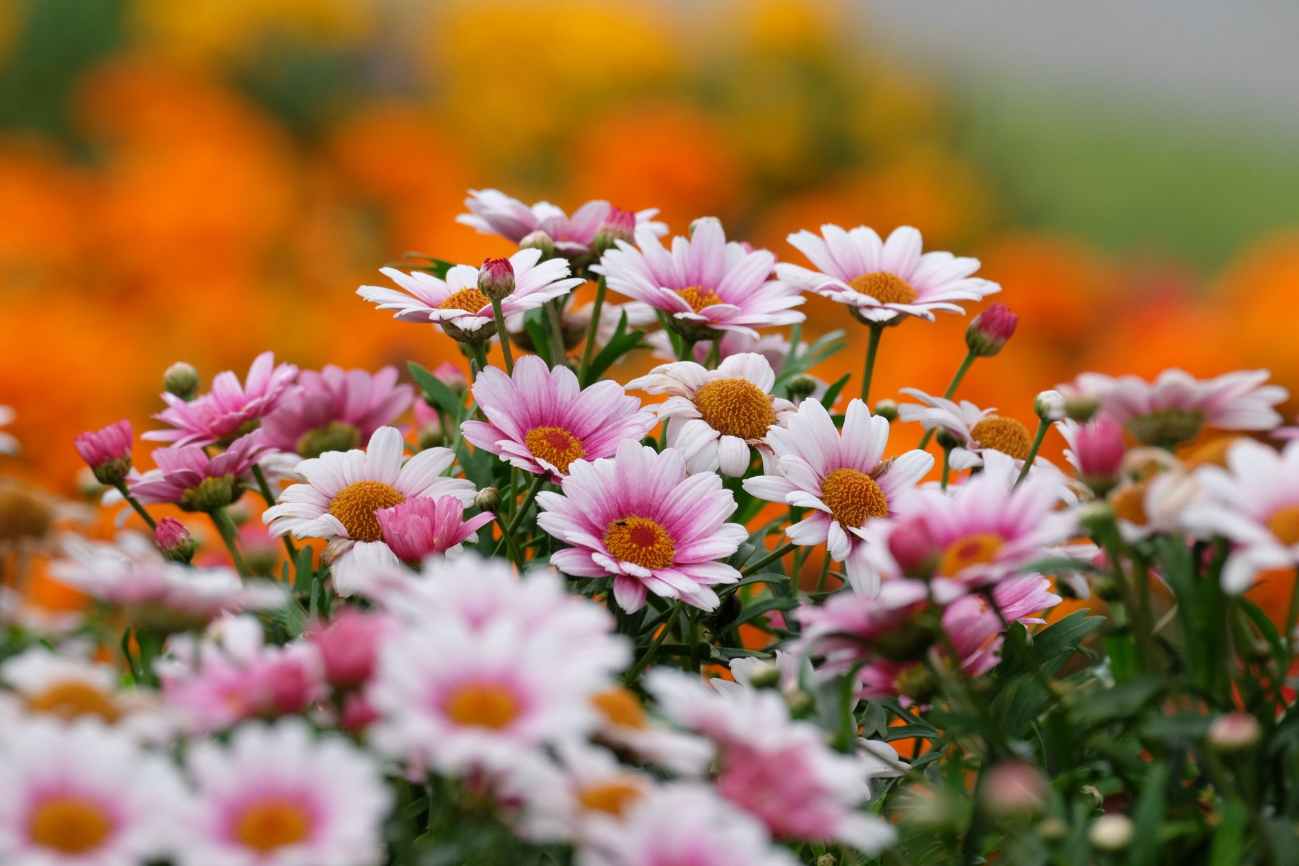 vibrant pink daisies in bloom with orange background